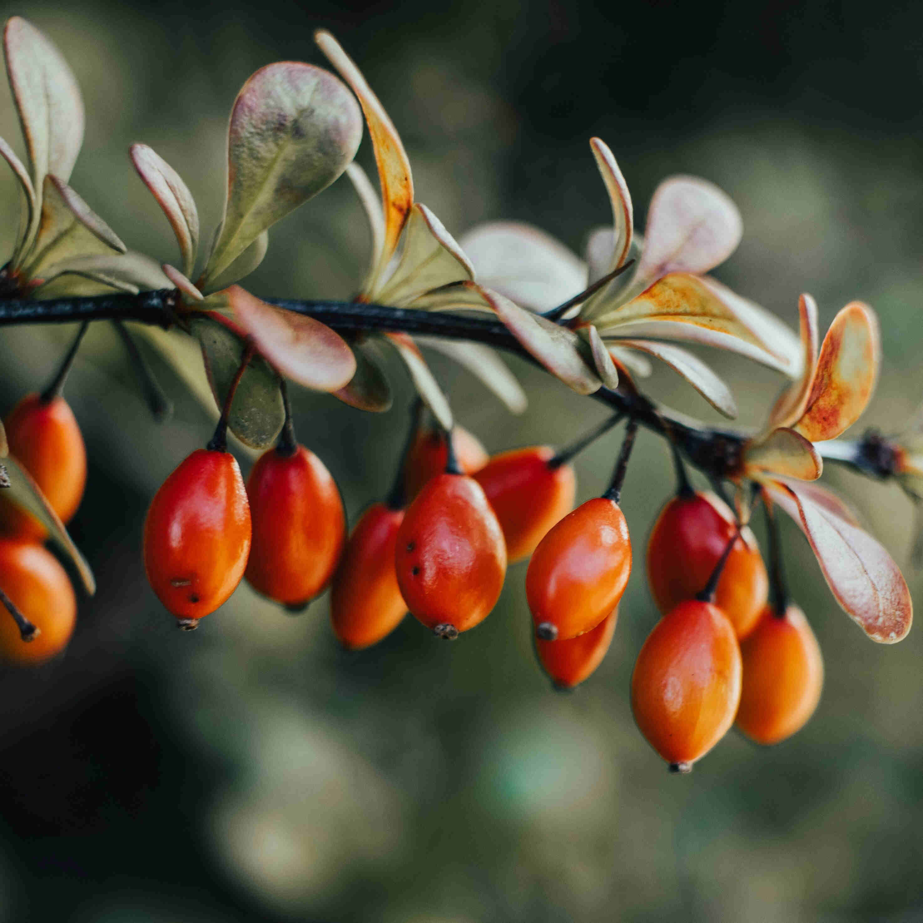 Rosehip Oil - Ingredients - BAMandBOO Grounded Skincare Azores