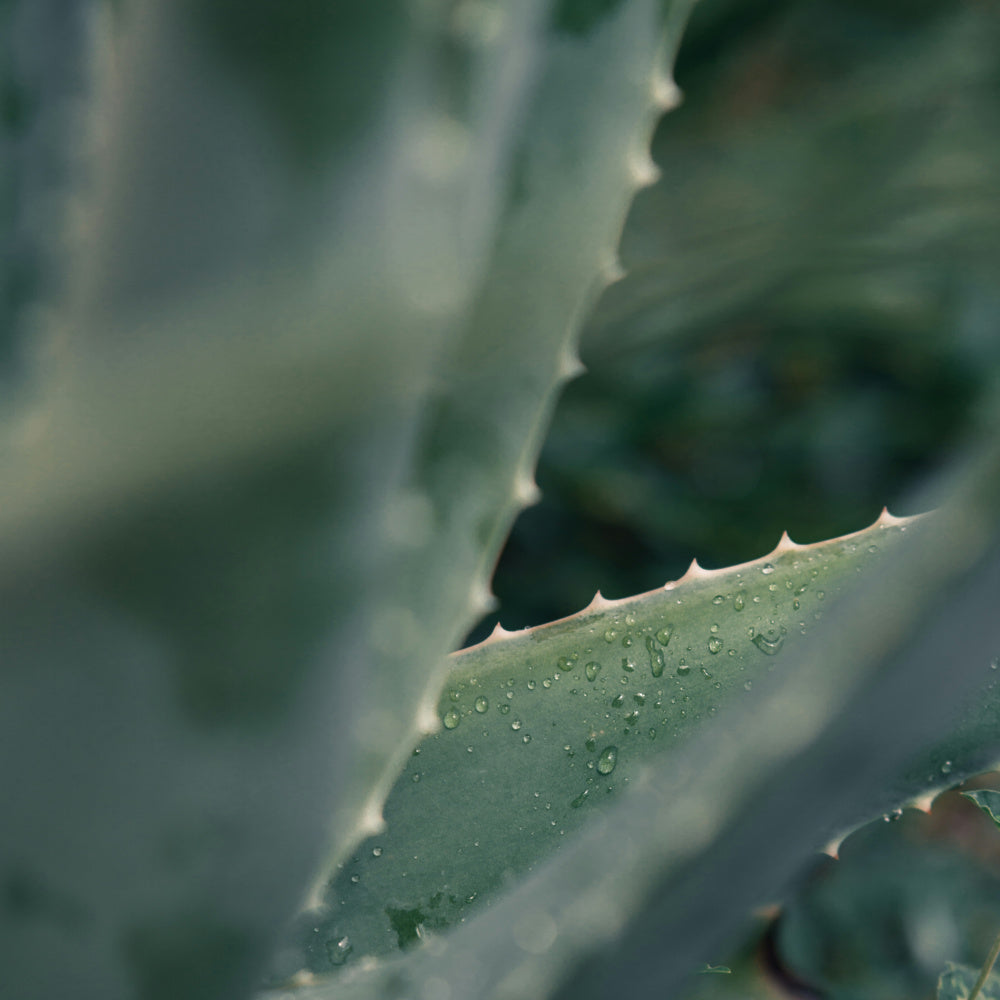 Aloe Vera and Green Tea - Scents - BAMandBOO Grounded Skincare Azores